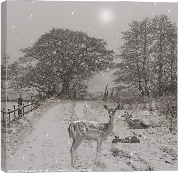 Sleepy Deer on a Winters Day Canvas Print by Charlotte Radford