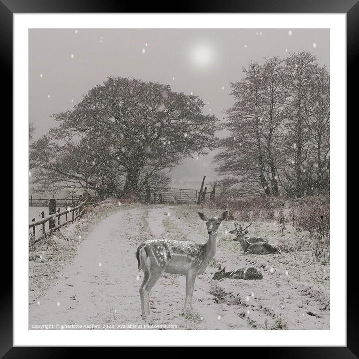 Sleepy Deer on a Winters Day Framed Mounted Print by Charlotte Radford