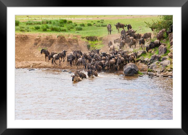 Wildebeest dodging Crocodile as they cross the Mara River during the Great Migration Framed Mounted Print by Howard Kennedy