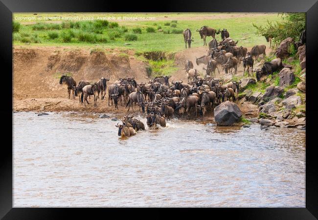 Wildebeest dodging Crocodile as they cross the Mara River during the Great Migration Framed Print by Howard Kennedy