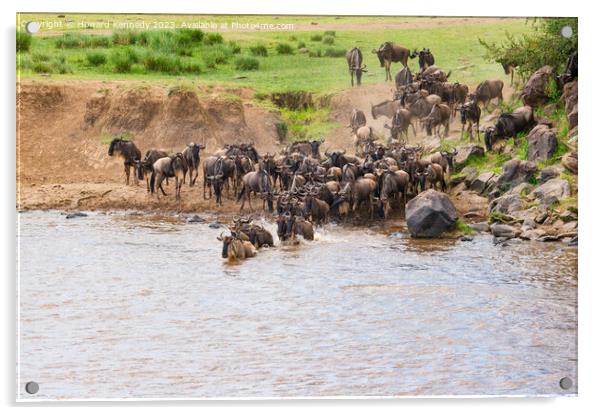 Wildebeest dodging Crocodile as they cross the Mara River during the Great Migration Acrylic by Howard Kennedy