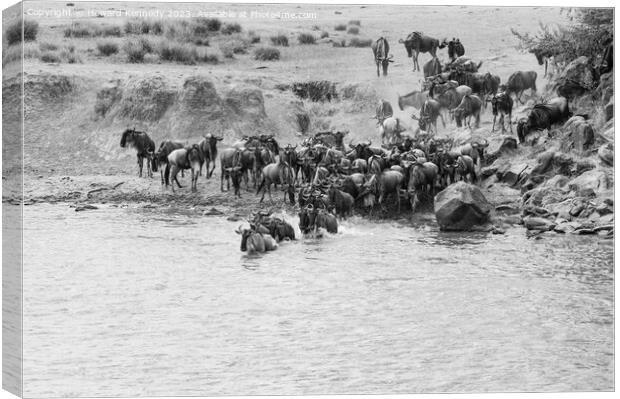 Wildebeest dodging Crocodile as they cross the Mara River during the Great Migration in black and white Canvas Print by Howard Kennedy