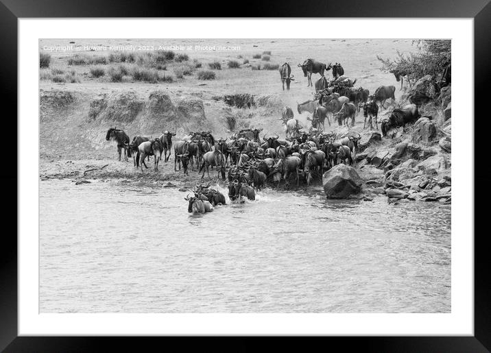 Wildebeest dodging Crocodile as they cross the Mara River during the Great Migration in black and white Framed Mounted Print by Howard Kennedy