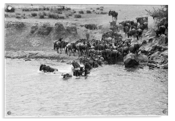 Wildebeest dodging Crocodile as they cross the Mara River during the Great Migration in black and white Acrylic by Howard Kennedy