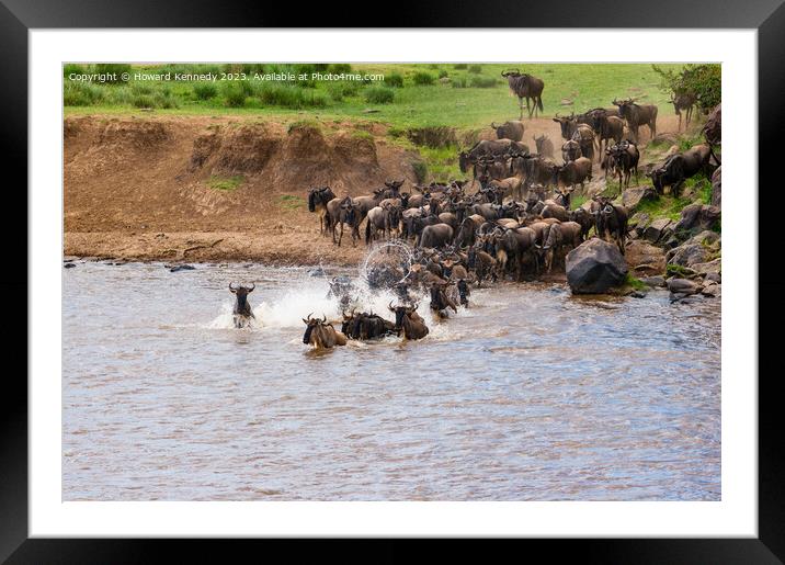 Wildebeest dodging Crocodile as they cross the Mara River during the Greaet  Framed Mounted Print by Howard Kennedy