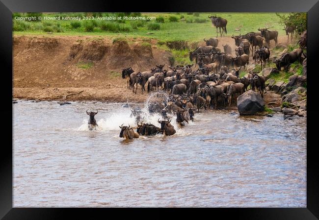Wildebeest dodging Crocodile as they cross the Mara River during the Greaet  Framed Print by Howard Kennedy
