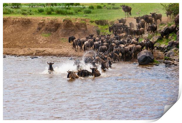 Wildebeest dodging Crocodile as they cross the Mara River during the Greaet  Print by Howard Kennedy