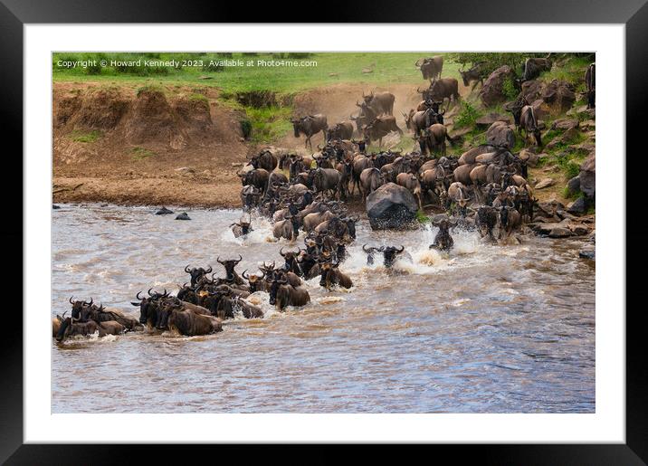 Wildebeest dodging Crocodiles whilst crossing the Mara River during the Great Migration Framed Mounted Print by Howard Kennedy