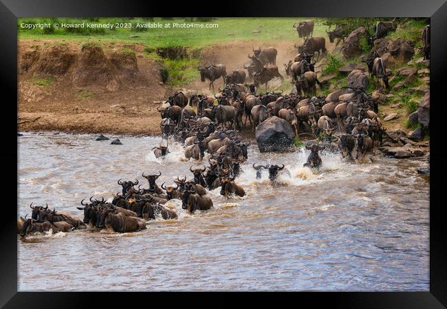 Wildebeest dodging Crocodiles whilst crossing the Mara River during the Great Migration Framed Print by Howard Kennedy