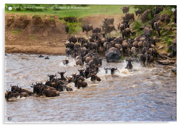 Wildebeest dodging Crocodiles whilst crossing the Mara River during the Great Migration Acrylic by Howard Kennedy
