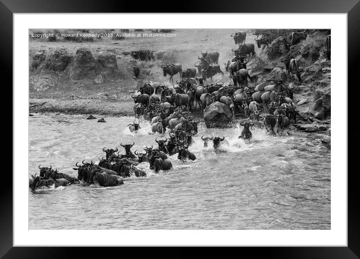 Wildebeest dodging Crocodiles whilst crossing the Mara River during the Great Migration in black and white Framed Mounted Print by Howard Kennedy