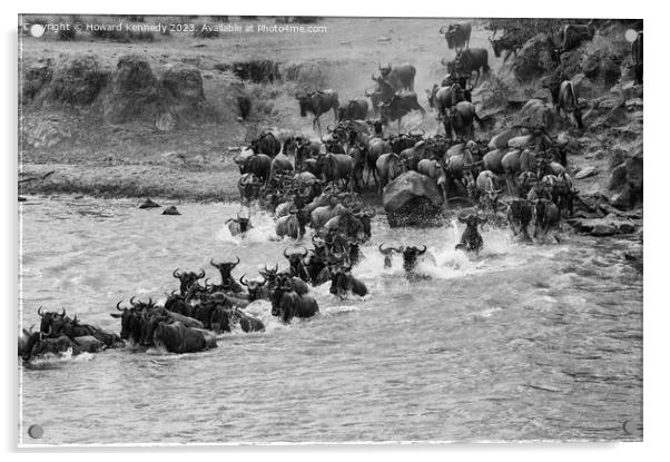 Wildebeest dodging Crocodiles whilst crossing the Mara River during the Great Migration in black and white Acrylic by Howard Kennedy
