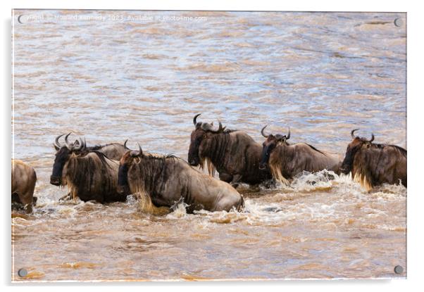 Crocodile attacks Wildebeest crossing the Mara River Acrylic by Howard Kennedy