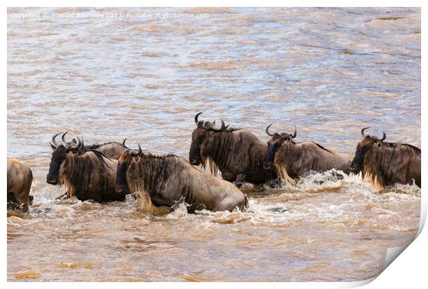 Crocodile attacks Wildebeest crossing the Mara River Print by Howard Kennedy