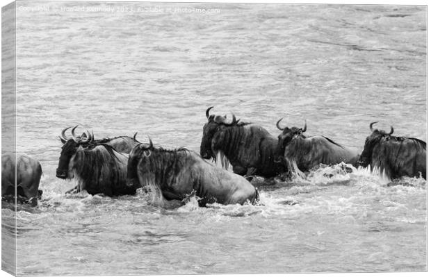 Crocodile attacks Wildebeest crossing the Mara River in black and white Canvas Print by Howard Kennedy