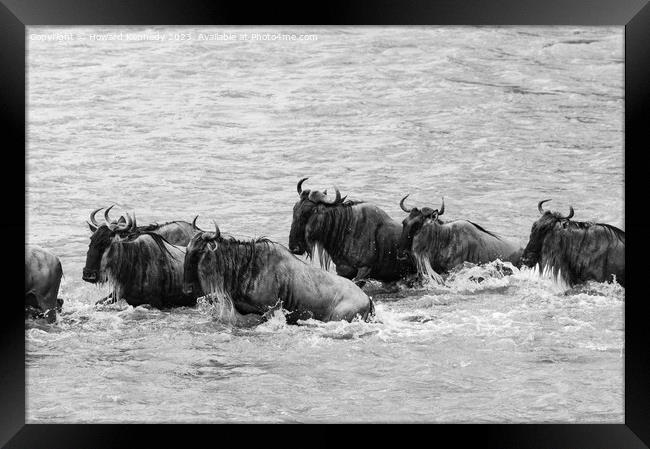 Crocodile attacks Wildebeest crossing the Mara River in black and white Framed Print by Howard Kennedy