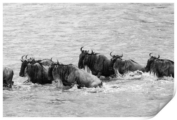 Crocodile attacks Wildebeest crossing the Mara River in black and white Print by Howard Kennedy