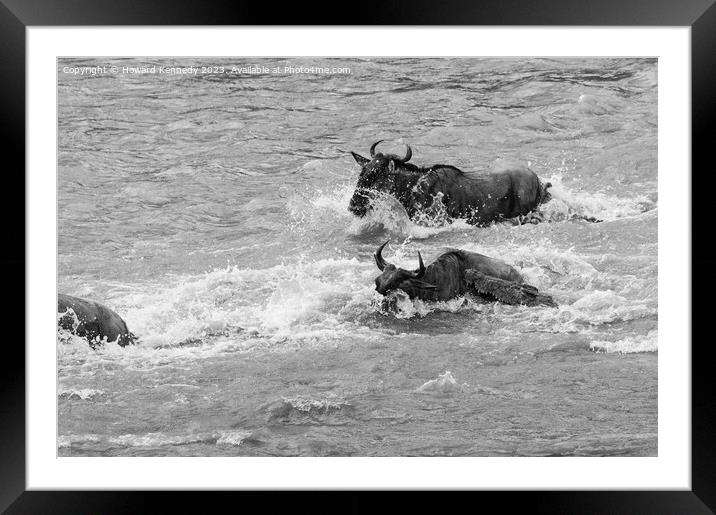 Crocodile attacks Wildebeest crossing the Mara River in black and white Framed Mounted Print by Howard Kennedy