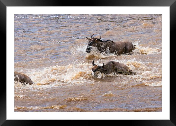Crocodile attacks Wildebeest crossing the Mara River Framed Mounted Print by Howard Kennedy