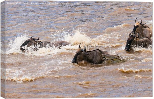 Crocodile attacks Wildebeest crossing the Mara River Canvas Print by Howard Kennedy