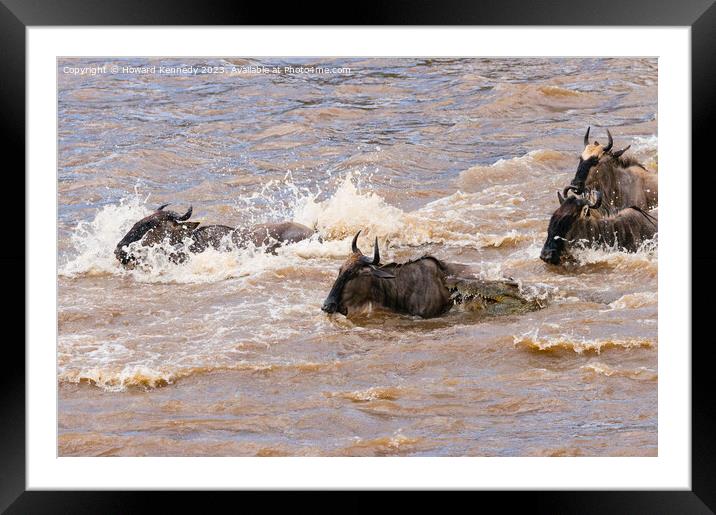 Crocodile attacks Wildebeest crossing the Mara River Framed Mounted Print by Howard Kennedy