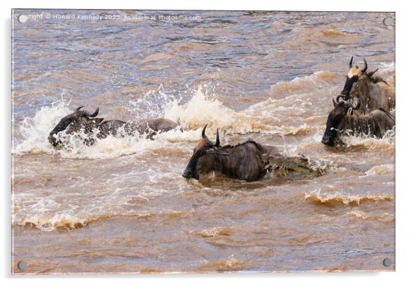 Crocodile attacks Wildebeest crossing the Mara River Acrylic by Howard Kennedy