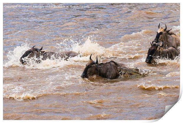 Crocodile attacks Wildebeest crossing the Mara River Print by Howard Kennedy