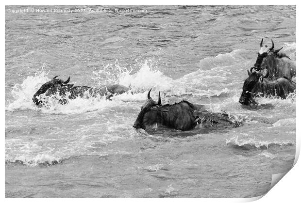 Crocodile attacks Wildebeest crossing the Mara River in black and white Print by Howard Kennedy