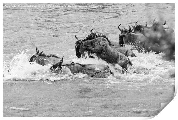 Crocodile attacks Wildebeest crossing the Mara River in black and white Print by Howard Kennedy