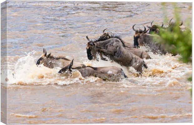Crocodile attacks Wildebeest crossing the Mara River Canvas Print by Howard Kennedy