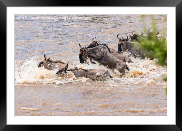 Crocodile attacks Wildebeest crossing the Mara River Framed Mounted Print by Howard Kennedy