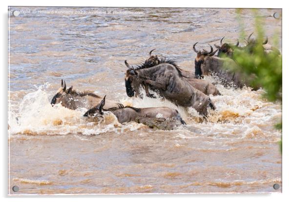 Crocodile attacks Wildebeest crossing the Mara River Acrylic by Howard Kennedy