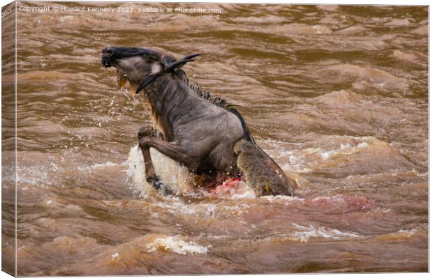 Wildebeest killed by Crocodile in the Mara River Canvas Print by Howard Kennedy