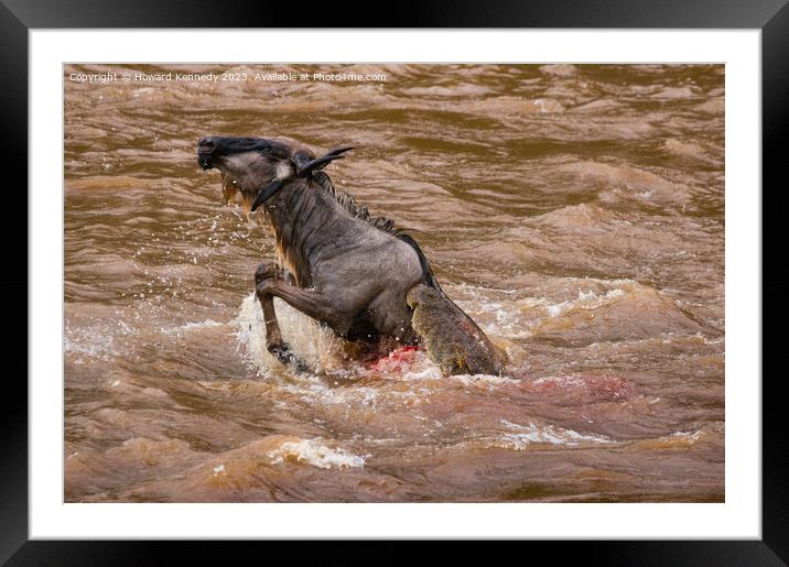 Wildebeest killed by Crocodile in the Mara River Framed Mounted Print by Howard Kennedy