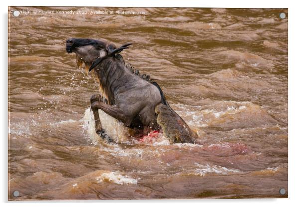 Wildebeest killed by Crocodile in the Mara River Acrylic by Howard Kennedy