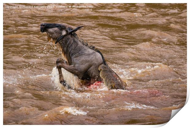Wildebeest killed by Crocodile in the Mara River Print by Howard Kennedy