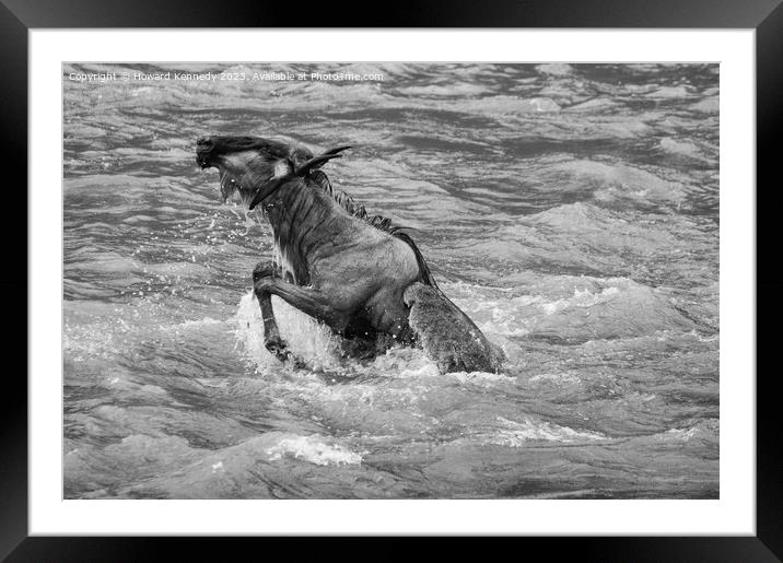 Wildebeest killed by Crocodile in the Mara River in black and white Framed Mounted Print by Howard Kennedy