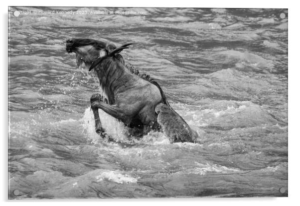 Wildebeest killed by Crocodile in the Mara River in black and white Acrylic by Howard Kennedy