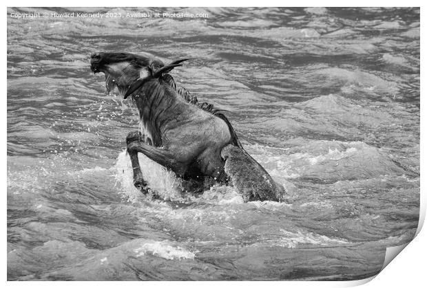 Wildebeest killed by Crocodile in the Mara River in black and white Print by Howard Kennedy