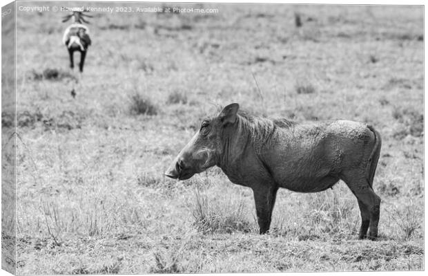 Warthog Female in black and white Canvas Print by Howard Kennedy