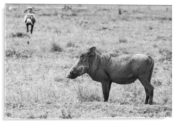 Warthog Female in black and white Acrylic by Howard Kennedy
