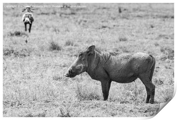 Warthog Female in black and white Print by Howard Kennedy