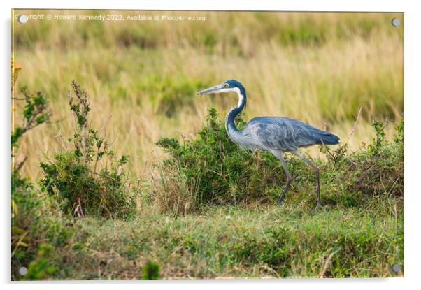 Black-Headed Heron with Lizard prey Acrylic by Howard Kennedy