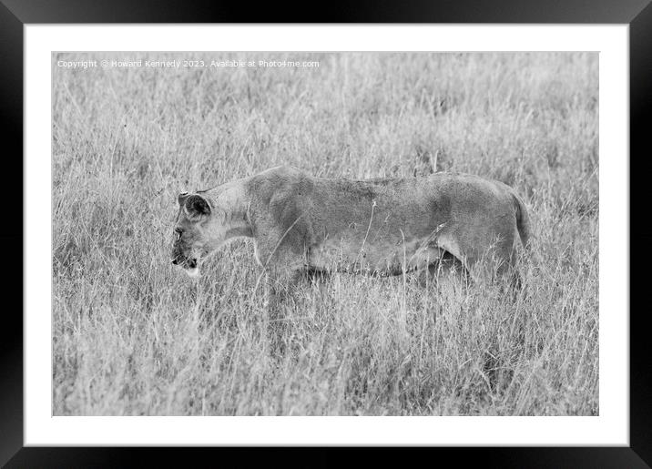 Lioness setting out on a hunt in black and white Framed Mounted Print by Howard Kennedy