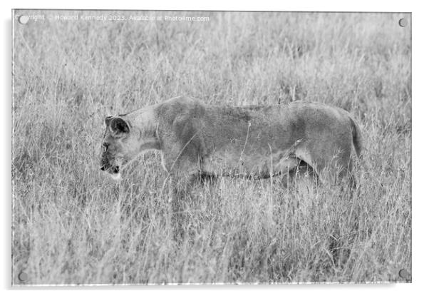 Lioness setting out on a hunt in black and white Acrylic by Howard Kennedy