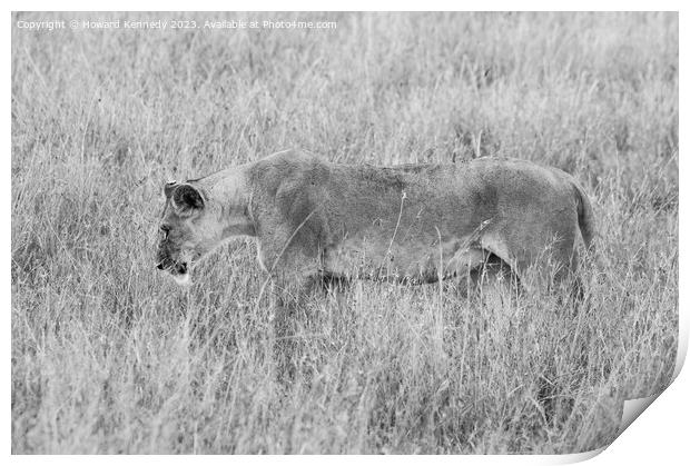Lioness setting out on a hunt in black and white Print by Howard Kennedy