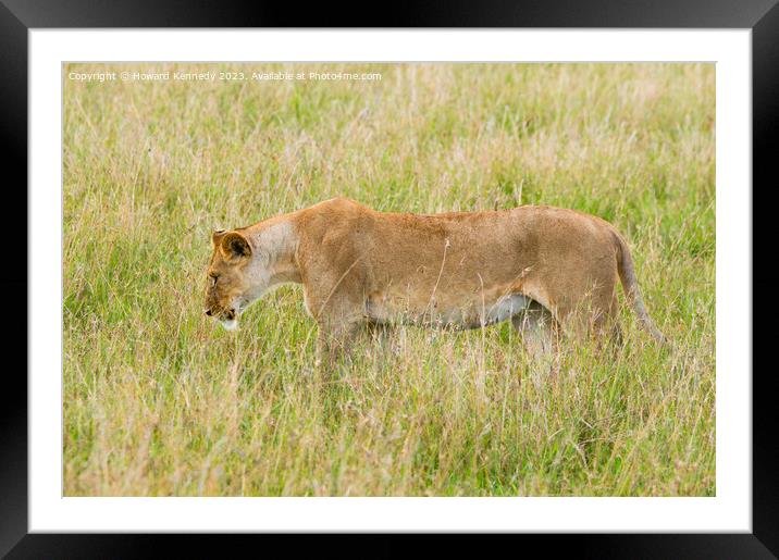 Lioness setting out on a hunt Framed Mounted Print by Howard Kennedy
