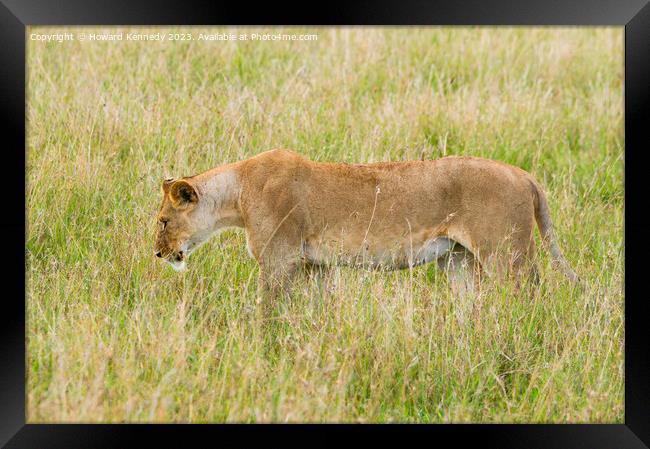 Lioness setting out on a hunt Framed Print by Howard Kennedy