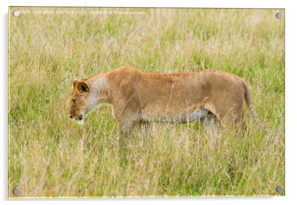 Lioness setting out on a hunt Acrylic by Howard Kennedy