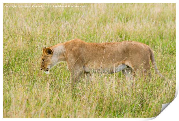 Lioness setting out on a hunt Print by Howard Kennedy